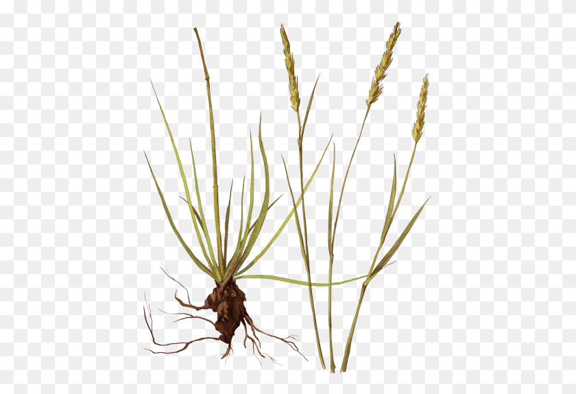 427x515 Grass, Plant, Root, Tree HD PNG Download