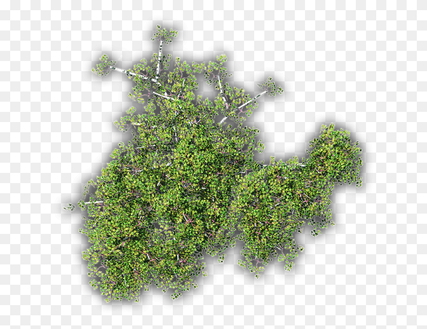 634x587 Grass, Bush, Vegetation, Plant HD PNG Download