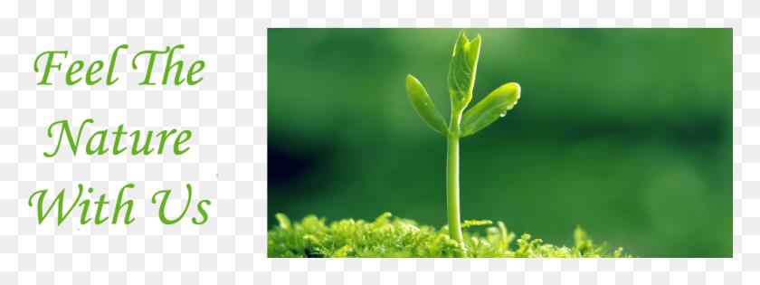 970x318 Grass, Plant, Sprout, Moss HD PNG Download