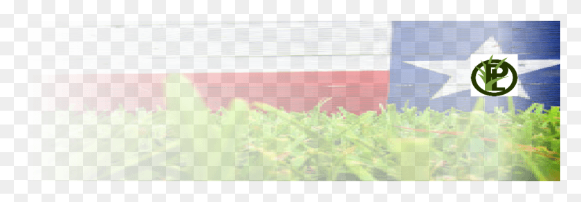 1153x344 Grass, Vegetation, Plant, Outdoors HD PNG Download