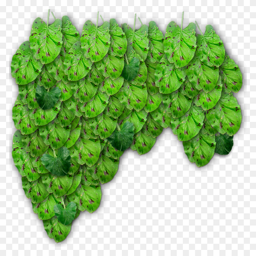 1200x1200 Hierba, Planta, Musgo, Hoja Hd Png