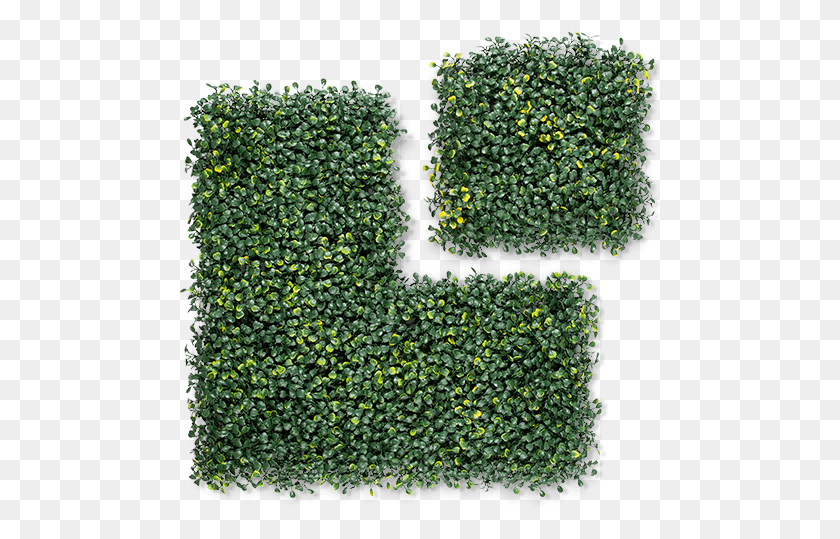 481x479 Grass, Plant, Green, Vegetation HD PNG Download