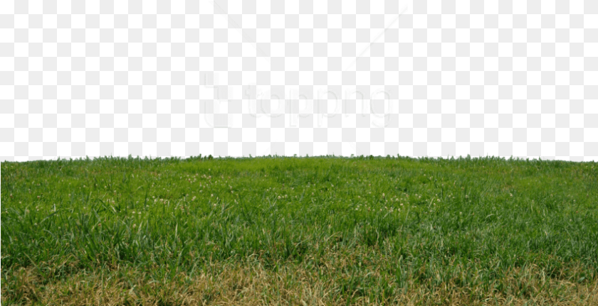 851x437 Grass, Lawn, Plant, Field, Vegetation PNG