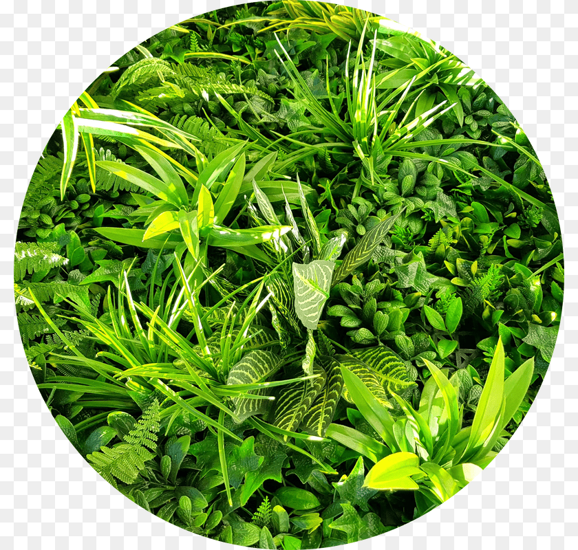 800x800 Grass, Vegetation, Green, Herbal, Herbs Clipart PNG