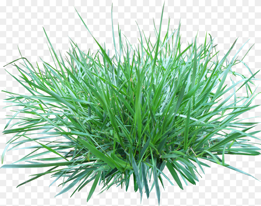 Grass, Plant, Vegetation, Lawn PNG