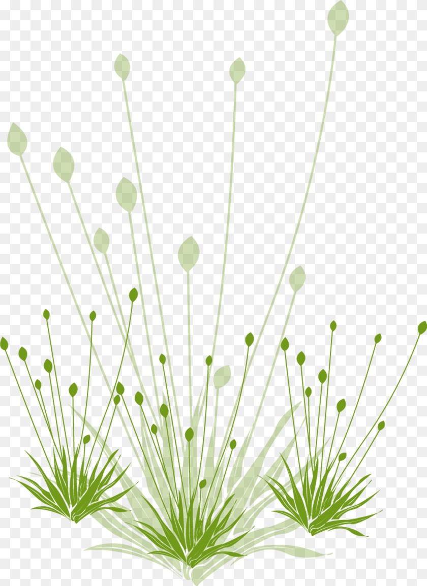 Grass, Anther, Flower, Moss, Plant Sticker PNG