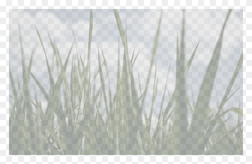 1920x1200 Grass Background Grass, Plant, Lawn, Flower HD PNG Download