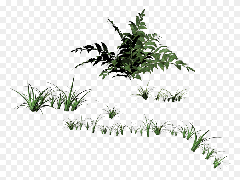 1251x916 Grass Blades Of Grass Filigree Stock.xchng, Plant, Vegetation, Tree HD PNG Download