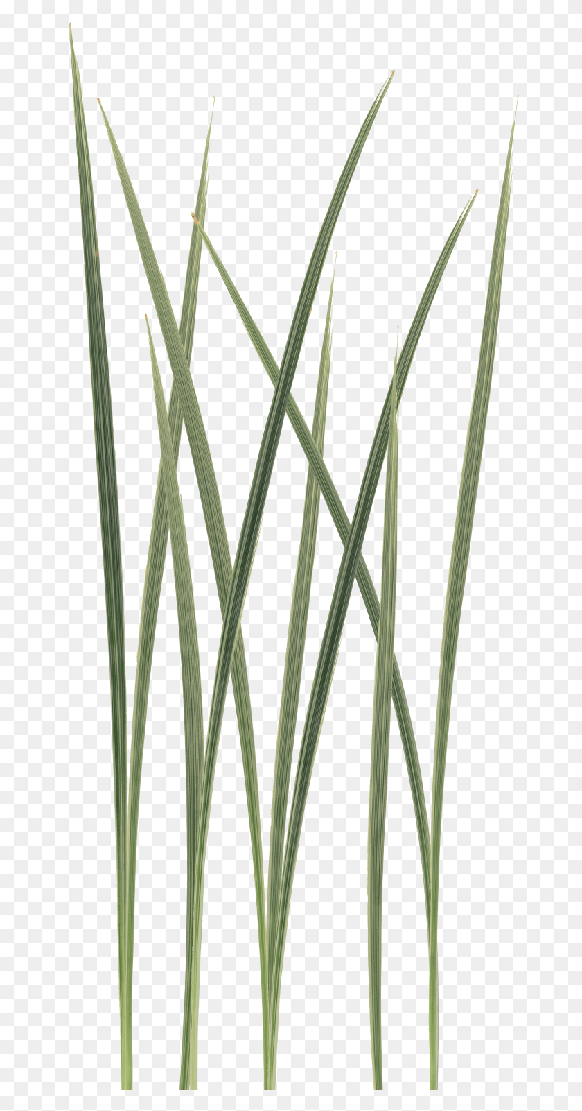 658x1542 Grass Blades Sweet Grass, Plant, Lawn, Reed HD PNG Download