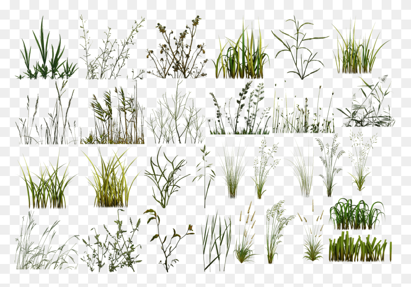 1514x1024 Grass Crop, Plant, Bush, Vegetation HD PNG Download