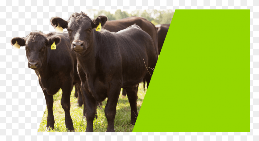 1493x762 Descargar Png Carne De Vacuno Alimentado Con Pastura Diferencia Correr Granjas Vaca Lechera, Ganado, Mamífero, Animal Hd Png