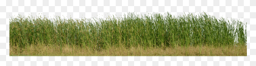 865x174 Трава Трава Без Фона Природа Зеленое Растение Трава, Газон, Растительность, Камыш Hd Png Скачать