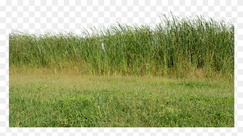 961x508 Grass Grass No Background Nature Green Plant Nature Image For Background, Lawn, Agropyron, Reed HD PNG Download