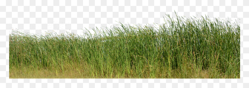 961x293 Трава Трава Без Фона Природа Зеленое Растение Природа Изображение Для Фона, Газон, Агропирон, Тростник Png Скачать
