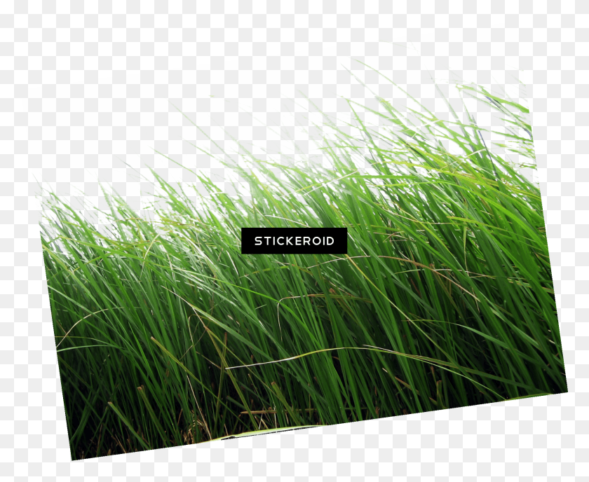 1859x1499 Grass Green Grass Nature, Plant, Lawn, Agropyron HD PNG Download
