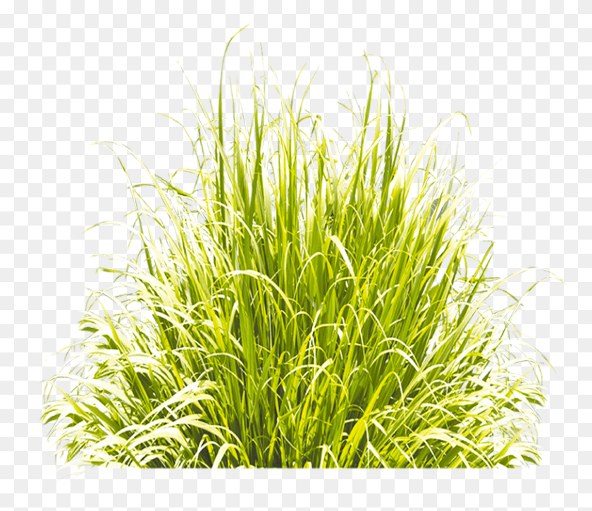814x694 Трава Зеленая Иконка Бесплатное Изображение Клипарт Сладкая Трава, Растение, Газон, Куст Hd Png Скачать