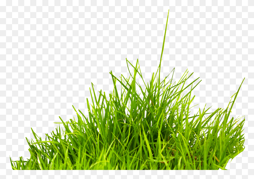 1800x1232 Grass Image Green Grass Picture Ghash, Plant, Lawn, Vegetation HD PNG Download