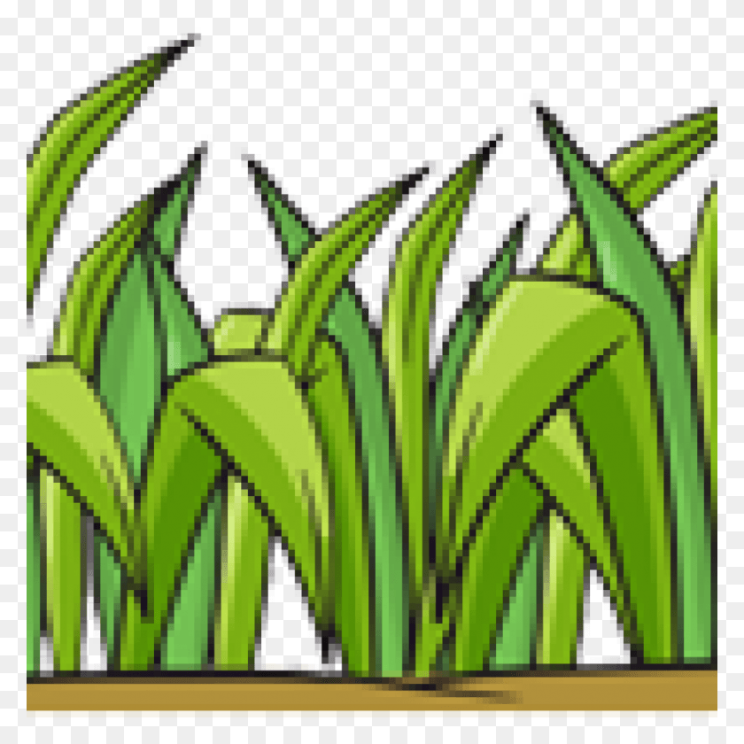 1024x1024 Grass Imagenes De Zacates Animados, Plant, Produce, Food Hd Png
