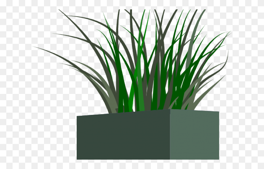 640x480 Grass In Pot, Plant, Iris, Flower HD PNG Download