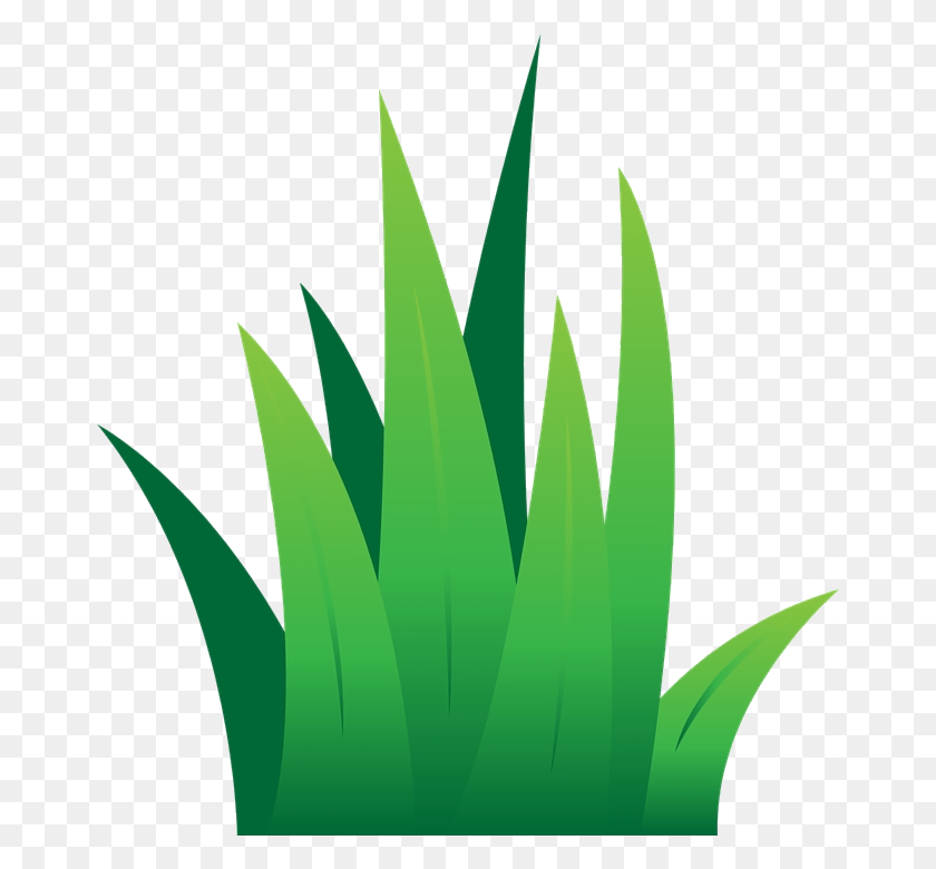 667x720 Grass Lawn Clipart Leaves Green Transparent Cartoon Grass Vector, Plant, Aloe, Leaf HD PNG Download