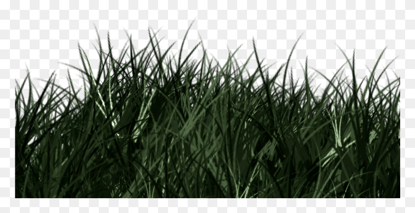 1601x765 Grass Sweet Grass, Plant, Animal, Lawn HD PNG Download