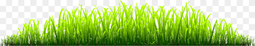 Grass Sweet Grass, Green, Lawn, Moss, Plant Clipart PNG