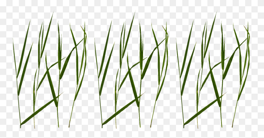 901x442 Grass Texture Grass Blade Texture, Plant, Leaf, Flower HD PNG Download
