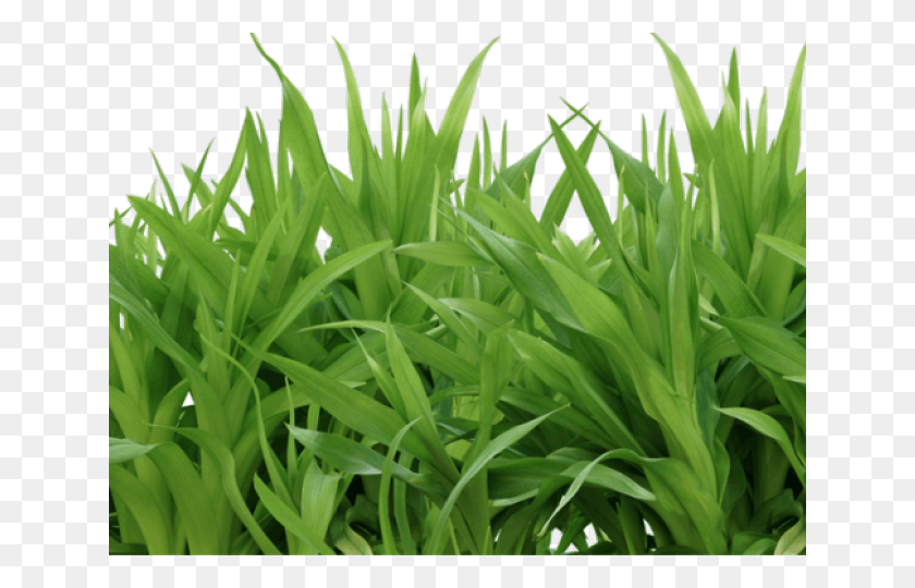 640x480 Grass Transparent Images Portable Network Graphics, Plant, Vegetation, Lawn HD PNG Download