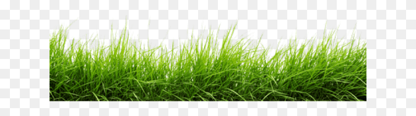 641x176 Grass Transparent Images Rasen Fotolia, Plant, Moss, Lawn HD PNG Download