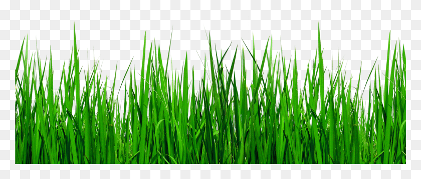 2501x956 Grasses Clip Art Green Details, Grass, Plant, Lawn HD PNG Download