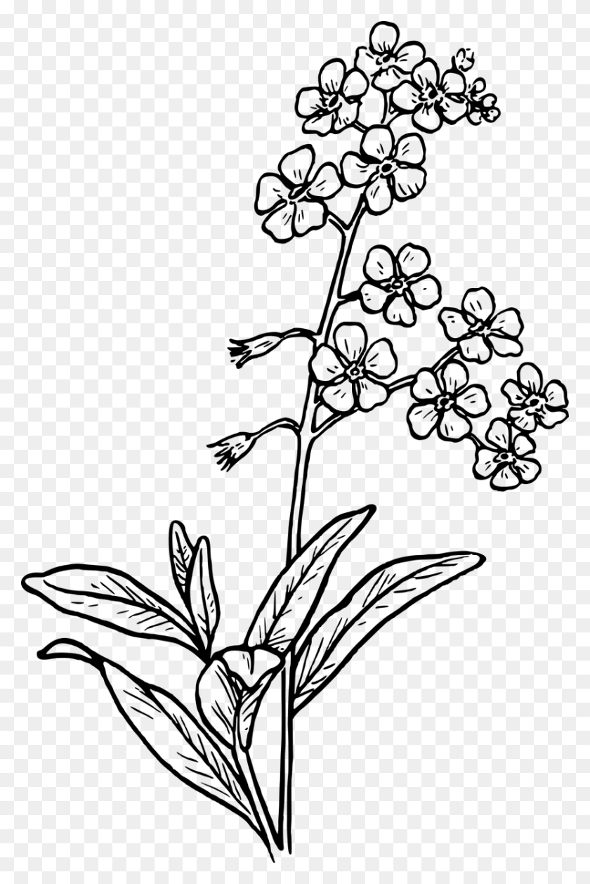 833x1280 Grassfree Vector Graphicsfree Pictures Forget Me Nots Drawing, Gray, World Of Warcraft HD PNG Download