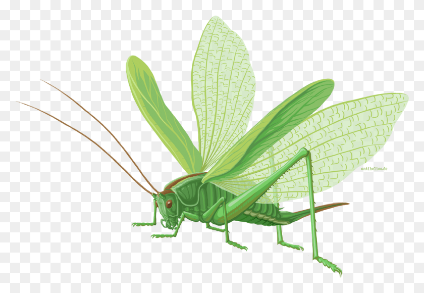 1063x710 Grasshopper, Insect, Invertebrate, Animal HD PNG Download