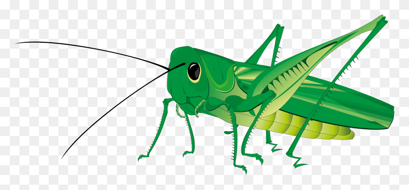 3479x1479 Grasshopper, Insect, Invertebrate, Animal HD PNG Download