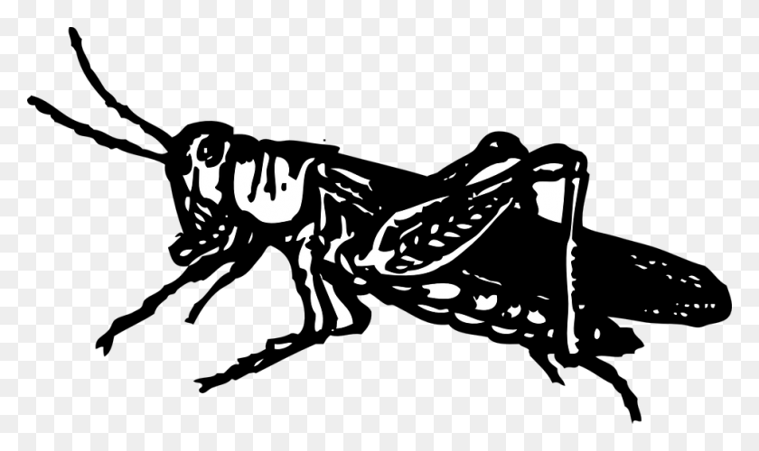 960x542 Saltamontes Negro Bugs Animal Hop Insecto Plaga Saltamontes Clip Art, Avispa, Abeja, Invertebrado Hd Png