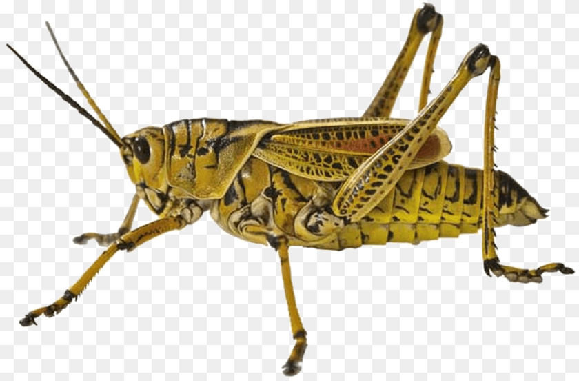 Grasshopper Locust, Animal, Insect, Invertebrate Transparent PNG