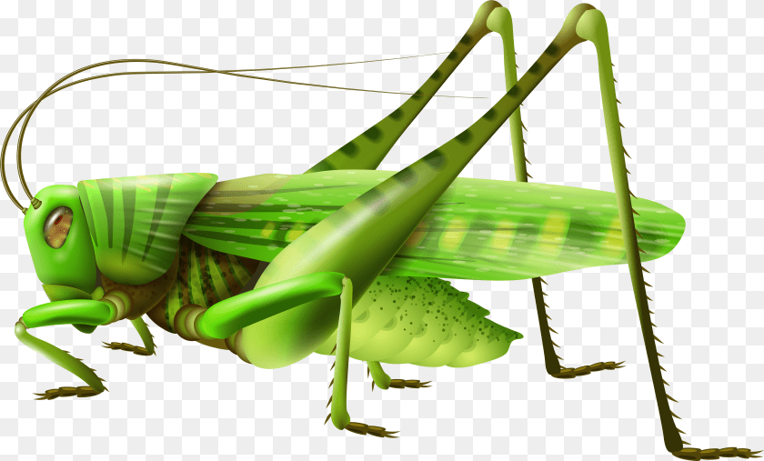 7709x4649 Grasshopper Icon Grasshopper Clipart PNG