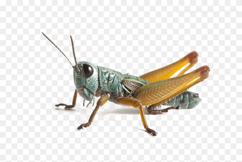 993x668 Grasshopper In Hindi, Animal, Insect, Invertebrate Sticker PNG