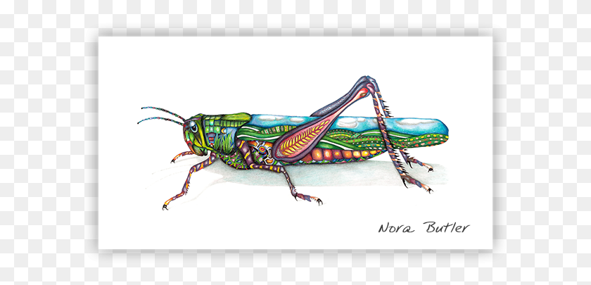 601x345 Grasshopper Limited Edition Print Grasshopper, Insect, Invertebrate, Animal HD PNG Download