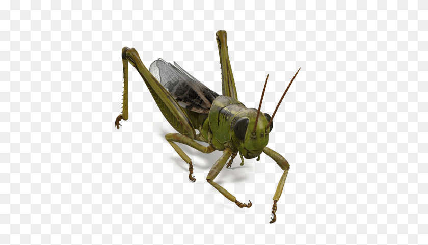 1280x692 Grasshopper Locust, Insect, Invertebrate, Animal HD PNG Download