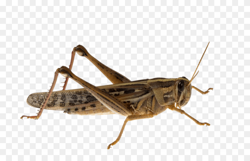 1170x720 Grasshopper Transparent Grasshopper, Insect, Invertebrate, Animal HD PNG Download