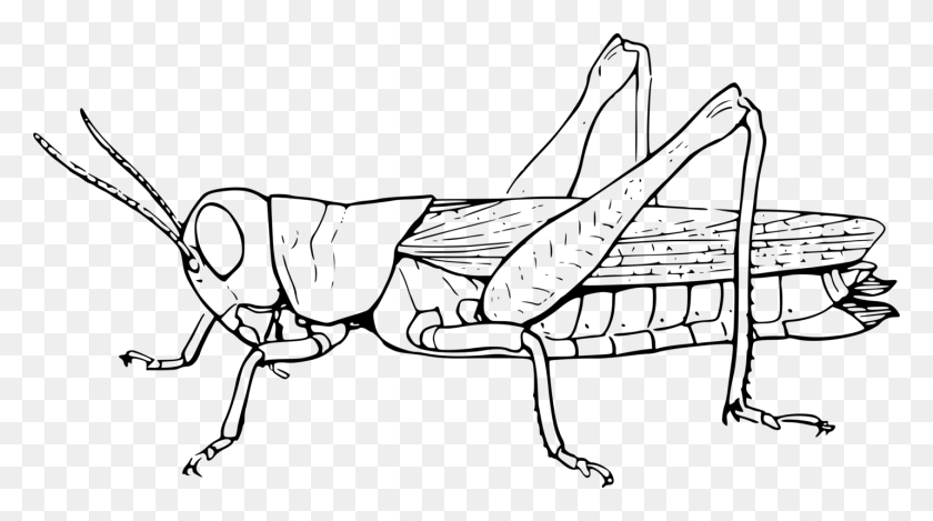 1430x750 Grasshopper Vector Drawing Grasshopper Black And White Clipart, Gray, World Of Warcraft HD PNG Download