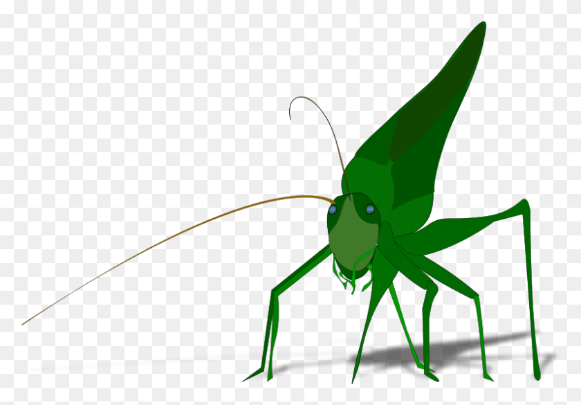 796x536 Grasshopper With Shadow 001 Grasshopper Clipart, Insect, Invertebrate, Animal HD PNG Download