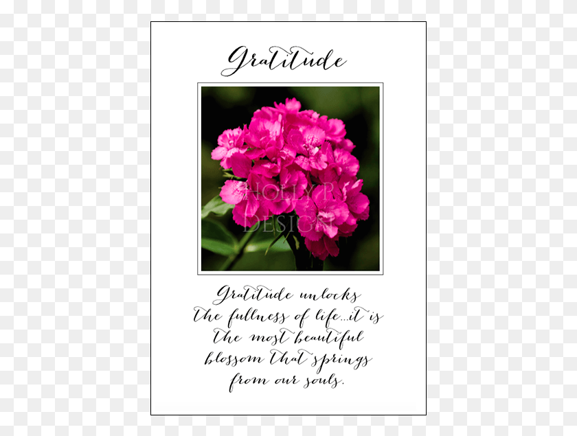 403x575 Gratitude Gratitude Unlocks The Fullness Of Life African Violets, Plant, Geranium, Flower HD PNG Download