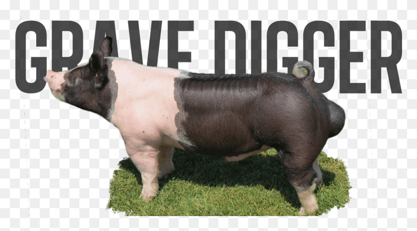 1106x577 Grave Digger Pre Order Overrun Last Call Domestic Pig, Hog, Mammal, Animal HD PNG Download