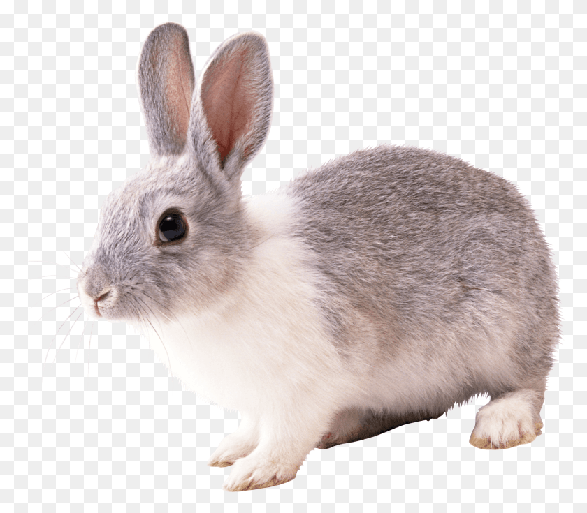2046x1773 Серый И Белый Кролик На Прозрачном Фоне Кролик, Крыса, Грызун, Млекопитающее Png Скачать
