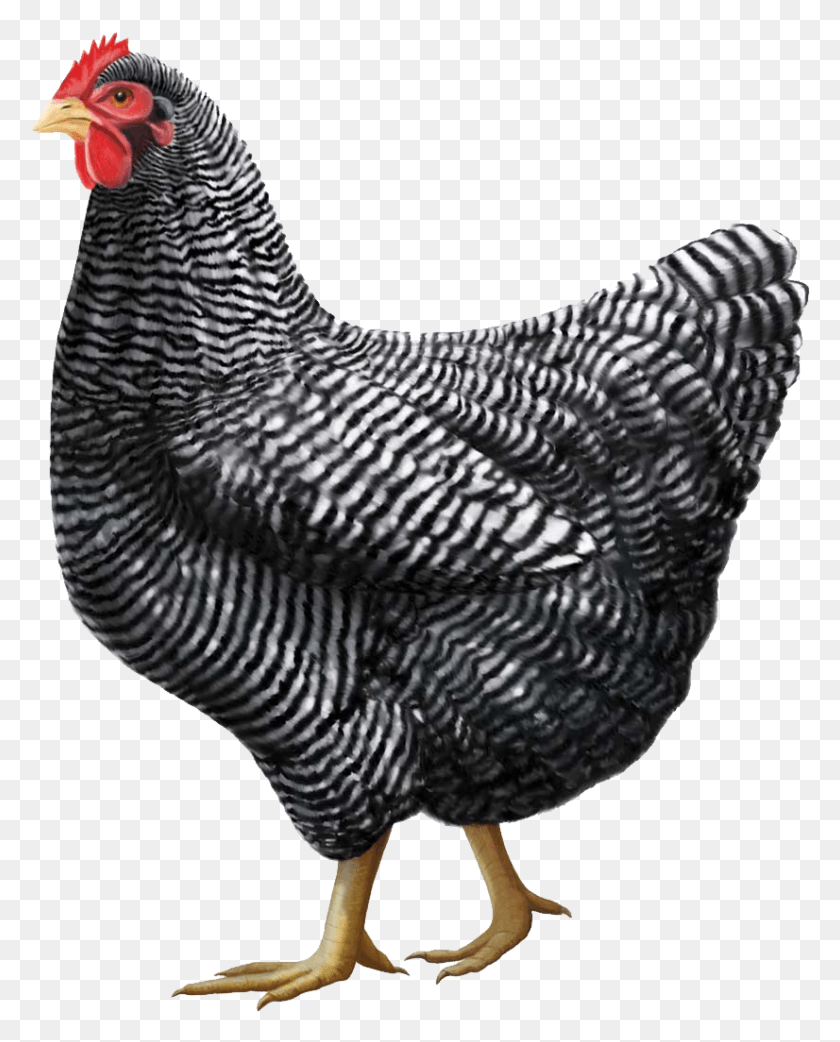 826x1040 Gray Chicken Image Plymouth Rock Chicken Breed, Hen, Poultry, Fowl HD PNG Download