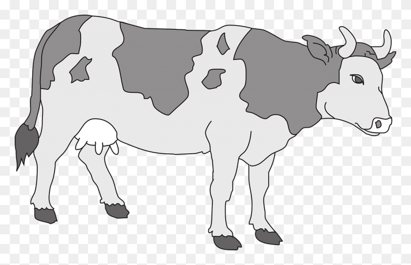 1280x794 Gray Cow Clipart, Cattle, Mammal, Animal HD PNG Download