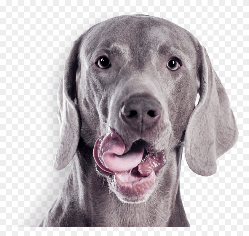 772x738 Gray Dog, Pet, Canine, Animal HD PNG Download