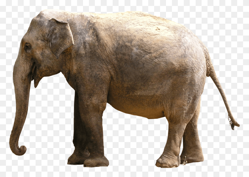 1753x1210 Gray Elephant Standing Elephant Images, Wildlife, Mammal, Animal HD PNG Download