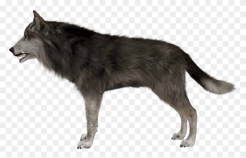 1387x858 Gray Wolf Clipart Invisible Background Wolf Side View, Mammal, Animal, Coyote HD PNG Download